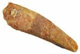 Bargain, Fossil Spinosaurus Tooth - Real Dinosaur Tooth #347175-1